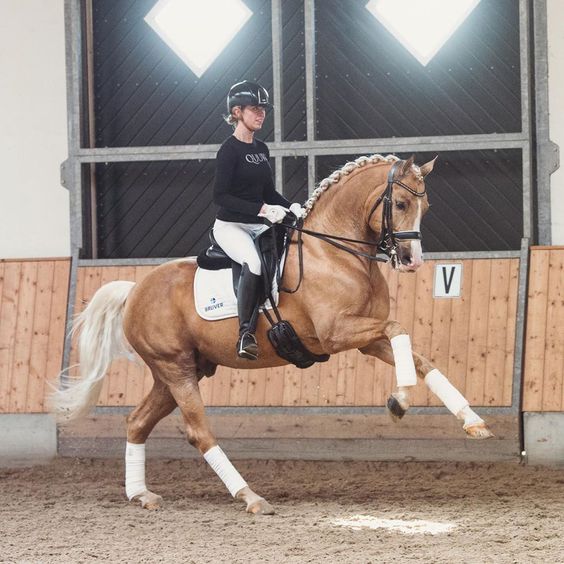 Palomino Dressage Stallion - Bosco (Benicio x Quaterback)